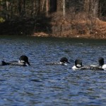 loons on the lake